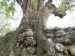 ثبت ملی کهنسال‌ترین درخت گردوی ایران در روستای کلوسه فریدونشهر