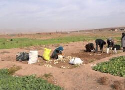 زیر خاک کردن راهکاری برای نگهداری شلغم