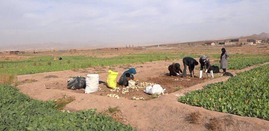 زیر خاک کردن راهکاری برای نگهداری شلغم