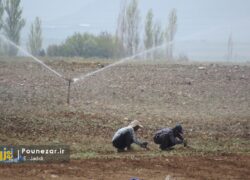 تصاویر| موسم کشت پیاز در غرب استان اصفهان